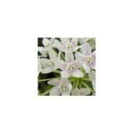 Dregea sinensis Variegata (Star Shower)