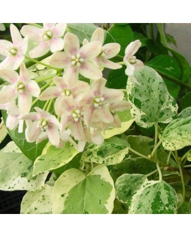 Dregea sinensis Variegata (Star Shower)