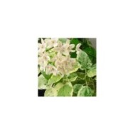 Dregea sinensis Variegata (Star Shower)