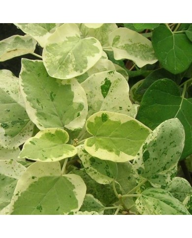 Dregea sinensis Variegata (Star Shower)