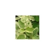 Dregea sinensis Variegata (Star Shower)