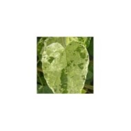 Dregea sinensis Variegata (Star Shower)