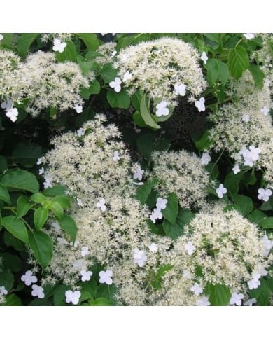 Hortensia grimpant