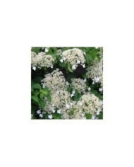 Hortensia grimpant