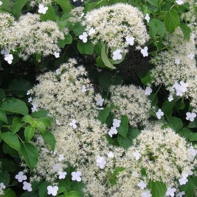 Hortensia grimpant