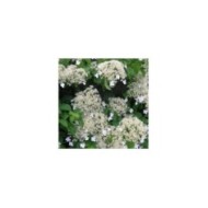 Hortensia grimpant