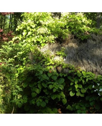 Hortensia grimpant