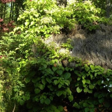 Hortensia grimpant
