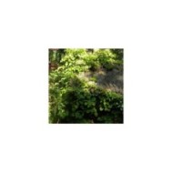 Hortensia grimpant
