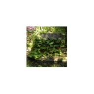 Hortensia grimpant