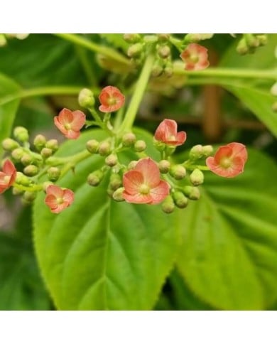 Hortensia grimpant Crug Coral