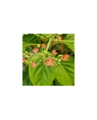Hortensia grimpant Crug Coral