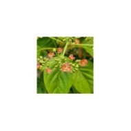 Hortensia grimpant Crug Coral