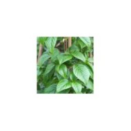 Hortensia grimpant Crug Coral