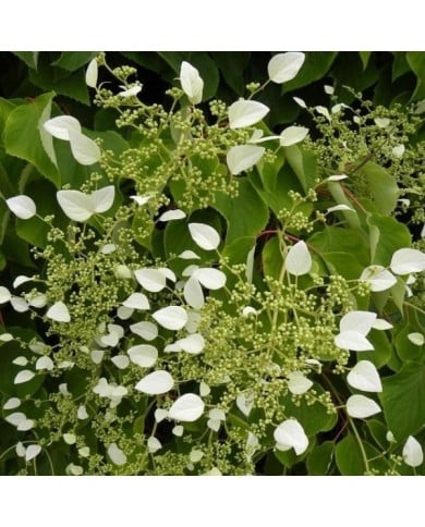 Hortensia grimpant hydrangeoïdes