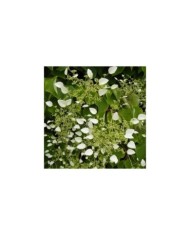 Hortensia grimpant hydrangeoïdes
