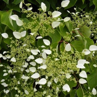 Hortensia grimpant hydrangeoïdes