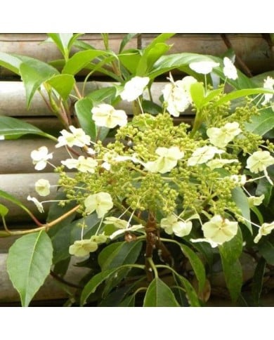 Hortensia grimpant Seemanii