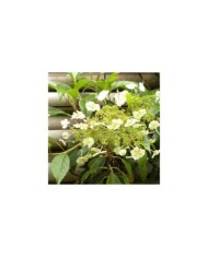 Hortensia grimpant Seemanii