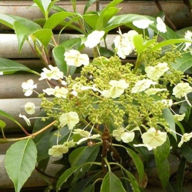 Hortensia grimpant Seemanii