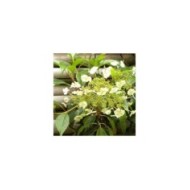Hortensia grimpant Seemanii