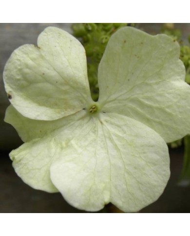 Hortensia grimpant Seemanii