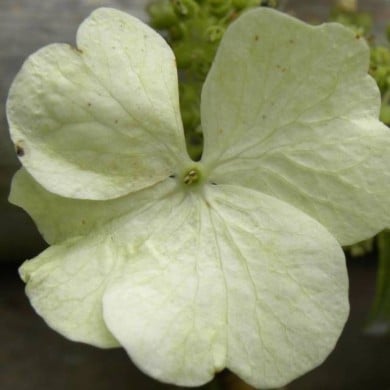 Hortensia grimpant Seemanii