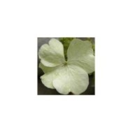 Hortensia grimpant Seemanii