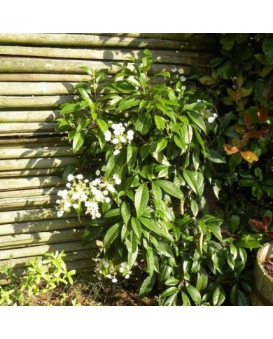 Hortensia grimpant Seemanii