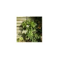 Hortensia grimpant Seemanii
