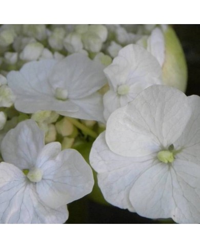 Hortensia grimpant Seemanii