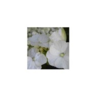 Hortensia grimpant Seemanii