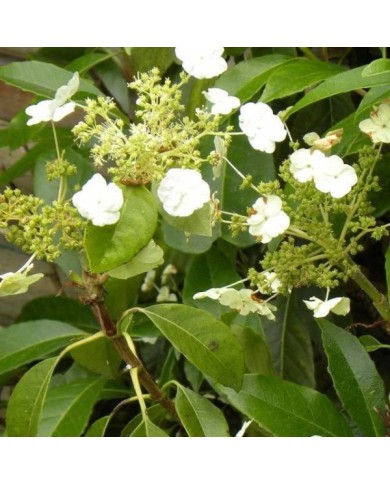 Hortensia grimpant Seemanii