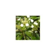 Hortensia grimpant Seemanii