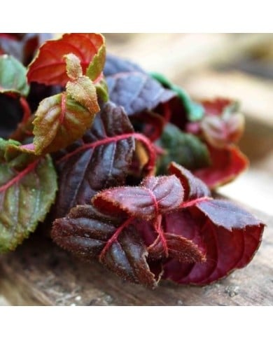 Hortensia grimpant Winter surprise