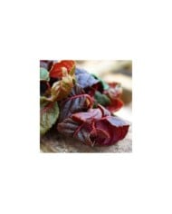 Hortensia grimpant Winter surprise