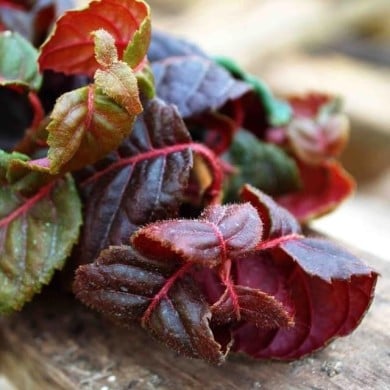Hortensia grimpant Winter surprise
