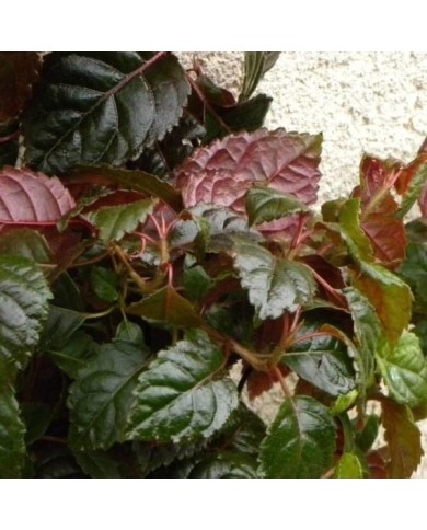 Hortensia grimpant Winter surprise