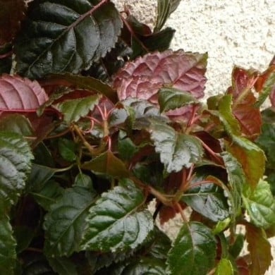 Hortensia grimpant Winter surprise