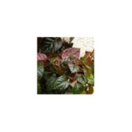 Hortensia grimpant Winter surprise