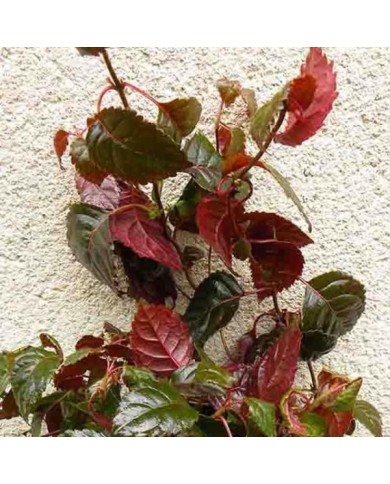 Hortensia grimpant Winter surprise