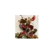 Hortensia grimpant Winter surprise