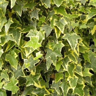 Lierre des bois Goldchild