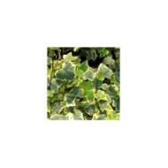 Lierre des bois Goldchild