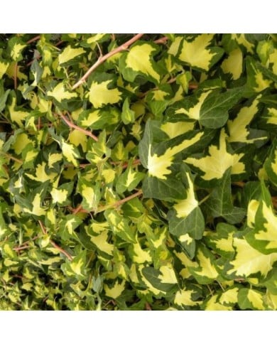 Lierre des bois Goldheart