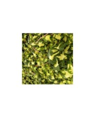 Lierre des bois Goldheart