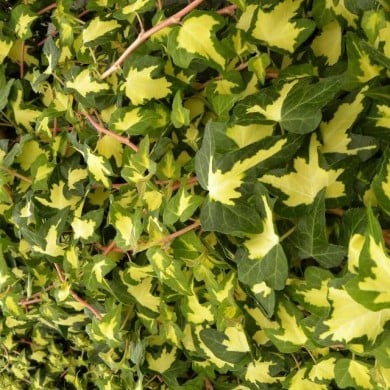 Lierre des bois Goldheart