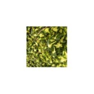 Lierre des bois Goldheart