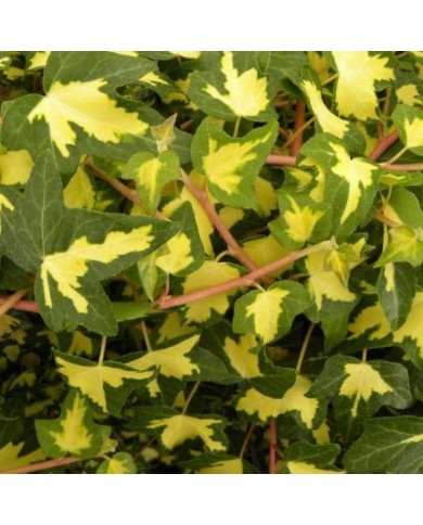 Lierre des bois Goldheart