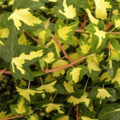 Lierre des bois Goldheart